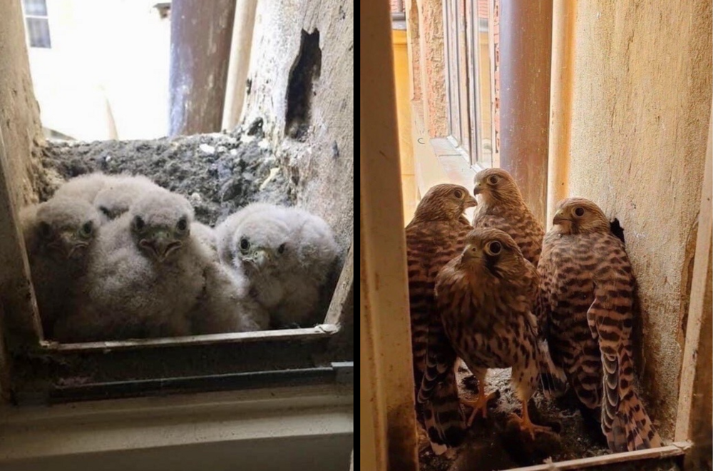 Что делать, если на балконе появилось гнездо хищной птицы?