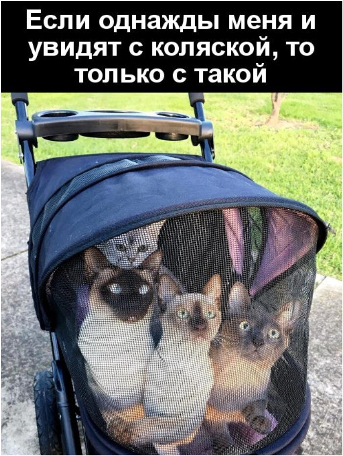 Кошатницы — извращенки с поломанной психикой: чиновник предлагает лимит на питомцев