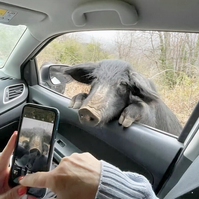 АвтоВсячина