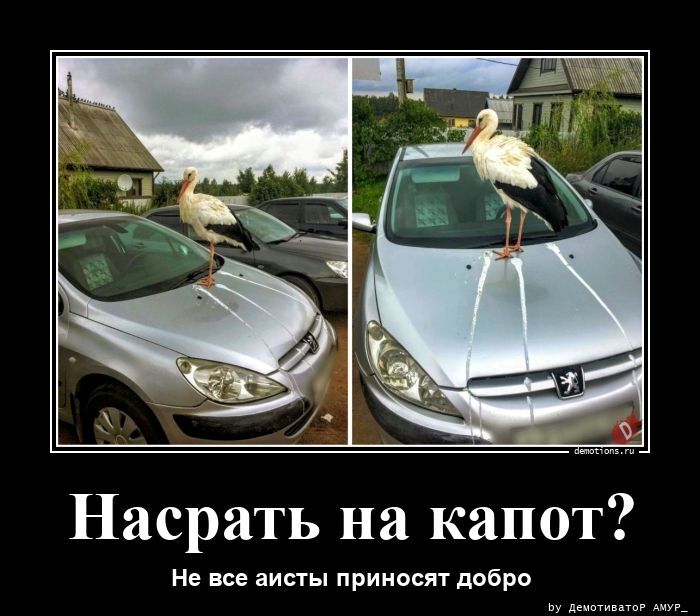 Насрать на капот?