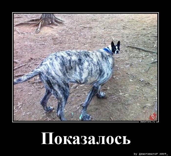 Показалось