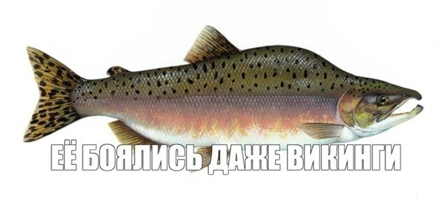 Норвегия потратит полмиллиарда рублей, чтобы бороться с российской горбушей — рыба так портит тамошние водоёмы, что приходится подключать волонтёров и нейросеть