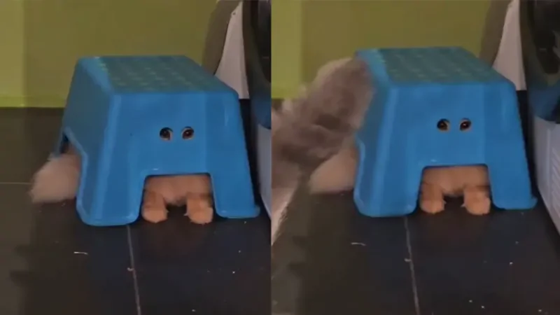 Рыжий пушистый шпион