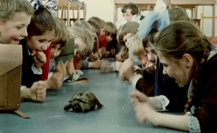 Внимание, черепаха!, 1969