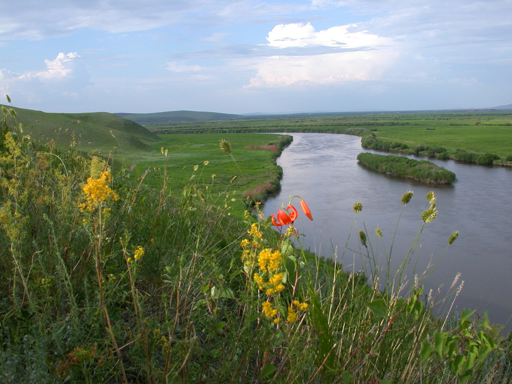 Почему рыба из реки Амур крайне агрессивна в других водоёмах?