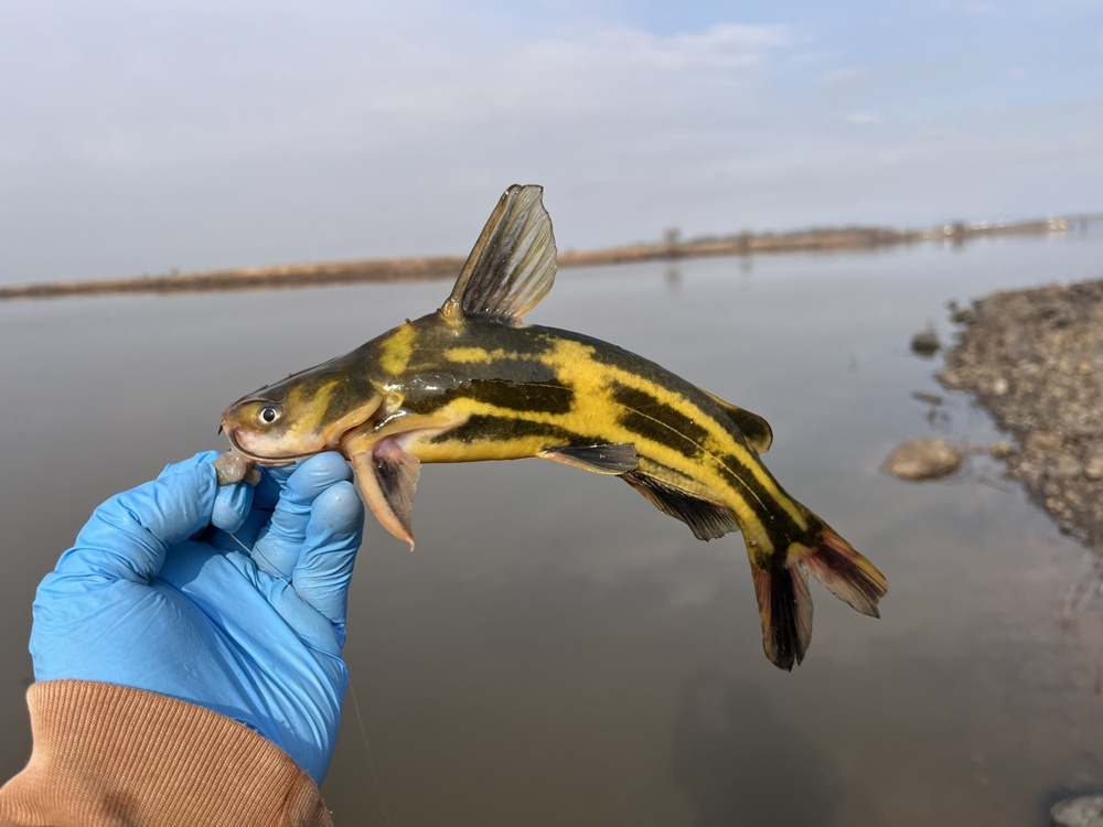 Почему рыба из реки Амур крайне агрессивна в других водоёмах?