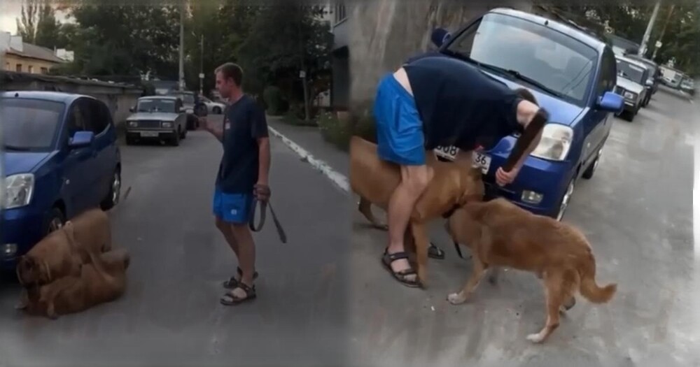 В Воронеже мужчина спустил собаку без поводка, и та загрызла бездомного пса