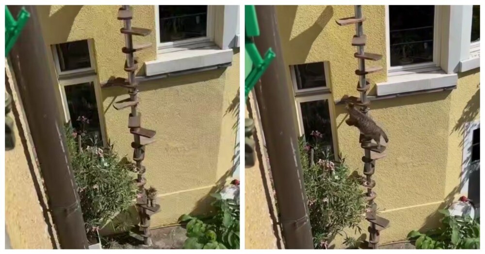 Лестница для кота