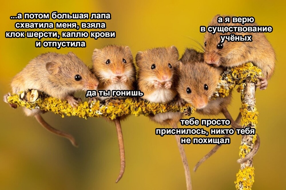 Зачем в Москве ловят мышей и проводят им осмотр
