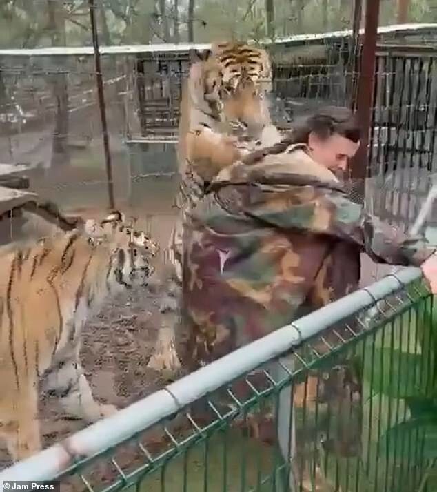 В Мексике тигр вцепился в ветеринара