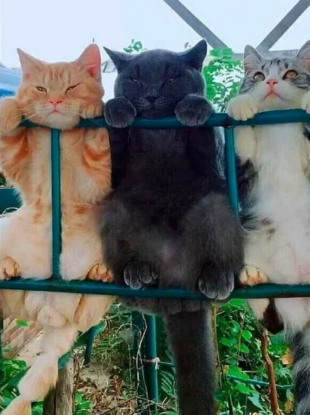 На общую тему 