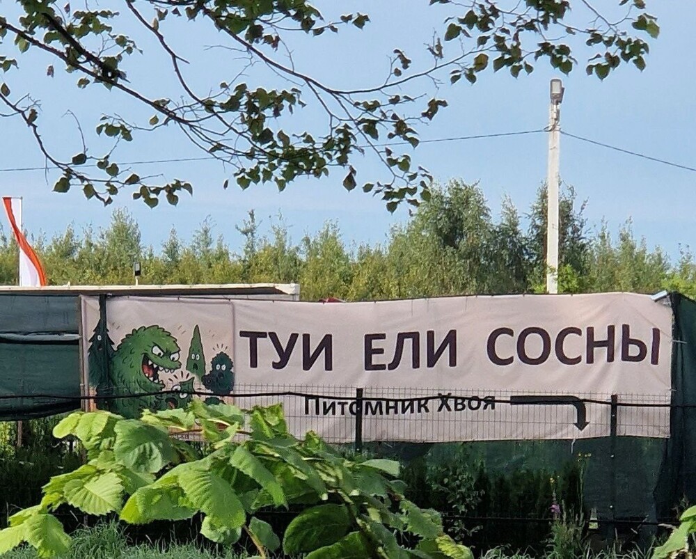 3. Значит сосны там лучше не покупать. Они, наверное, все обглоданные 