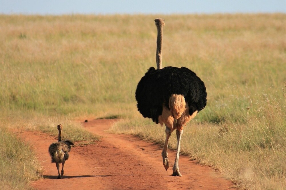 Самая большая птица: страус (Struthio camelus)