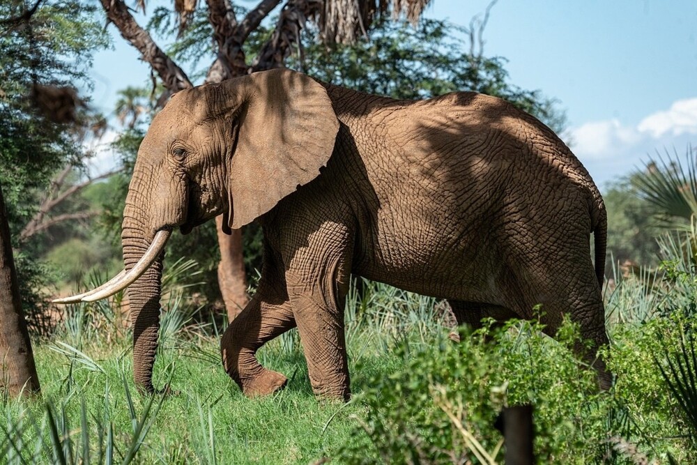 Самое крупное наземное животное: африканский слон (Loxodonta Africana)