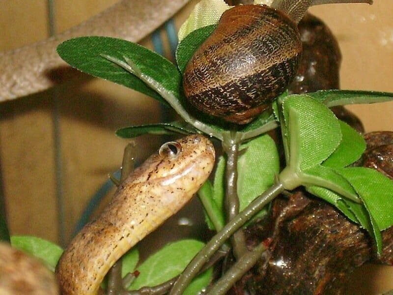 Pareatidae