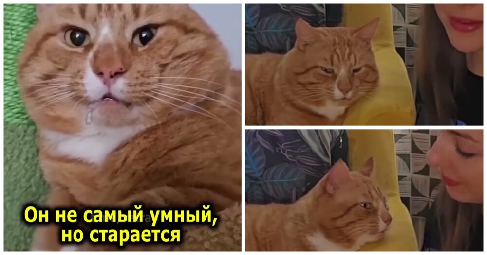 Особенный рыжий кот