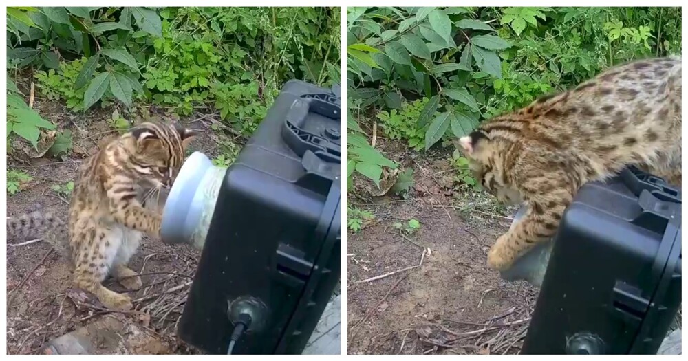 Дикий котёнок играет с фотоловушкой