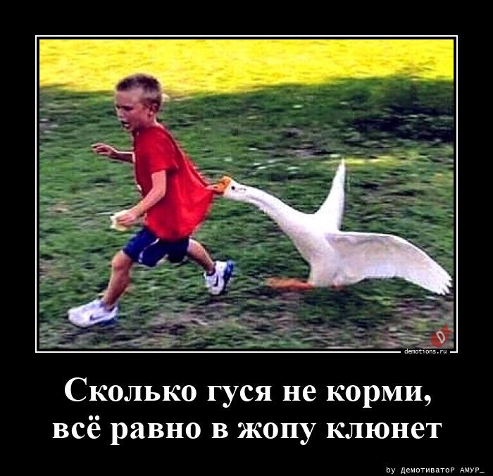 Сколько гуся не корми, всё равно в жопу клюнет