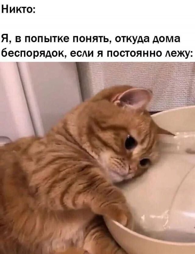 Скрины из соцсетей            
