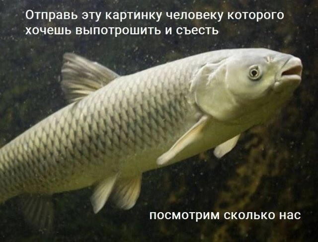 Продолжаем барражировать соцсети