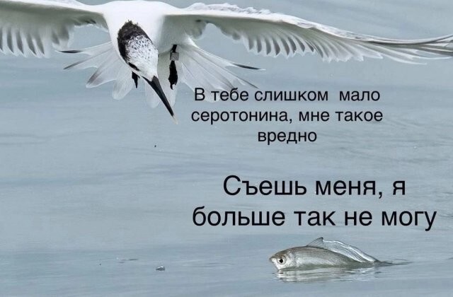 Скрины из соцсетей            