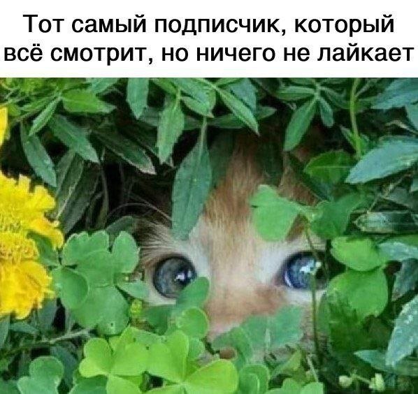Скрины из соцсетей            