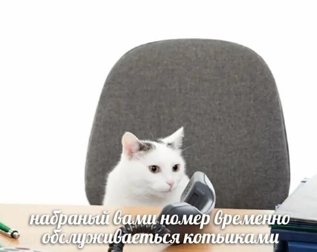 Скрины из соцсетей            