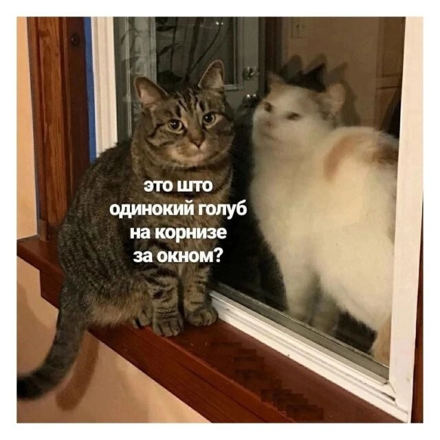 Скрины из соцсетей            