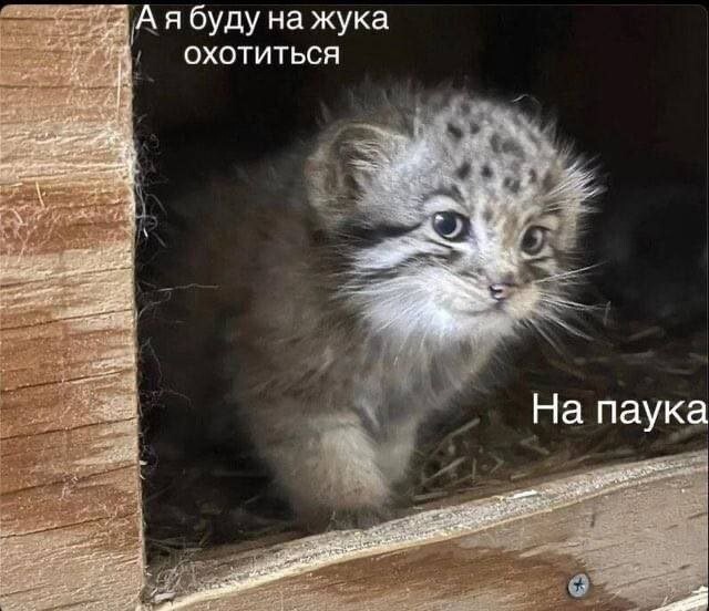Скрины из соцсетей            