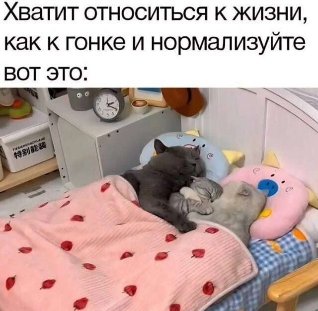 Скрины из соцсетей            