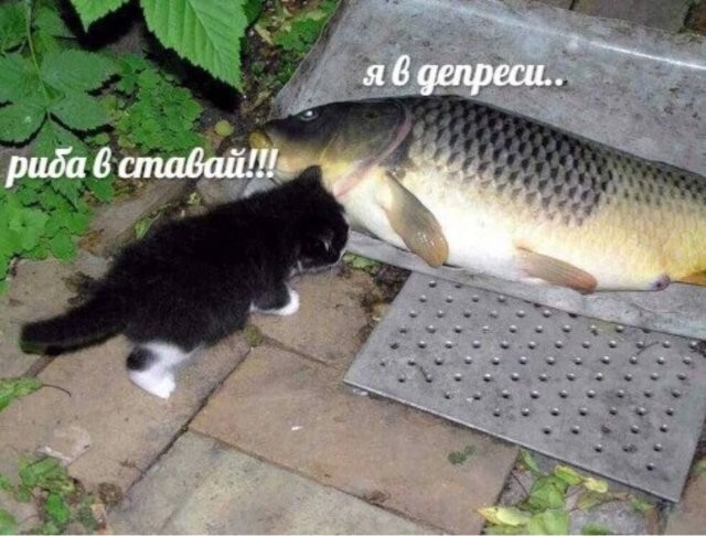 Скрины из соцсетей            