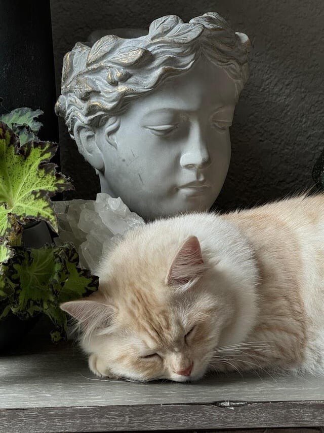 9. Классический кот
