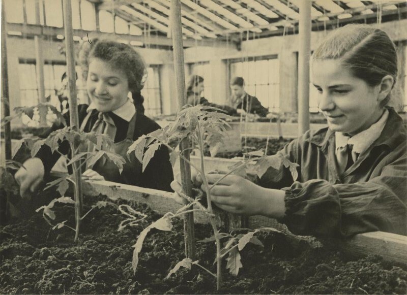 В школьной теплице. 1950 год.