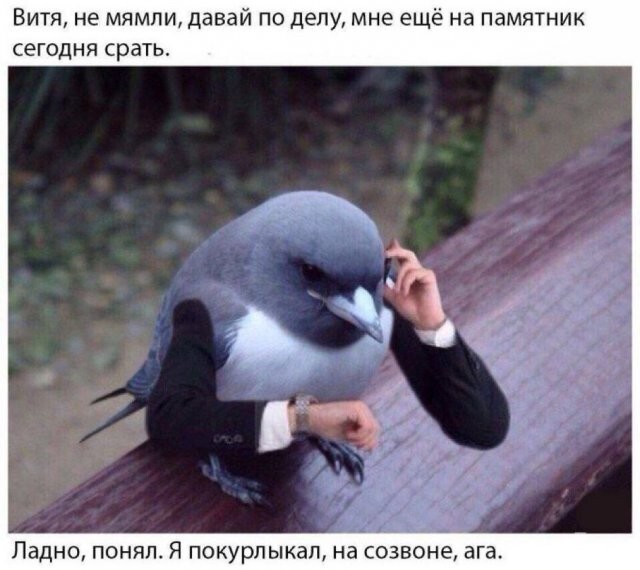 Скрины из соцсетей            