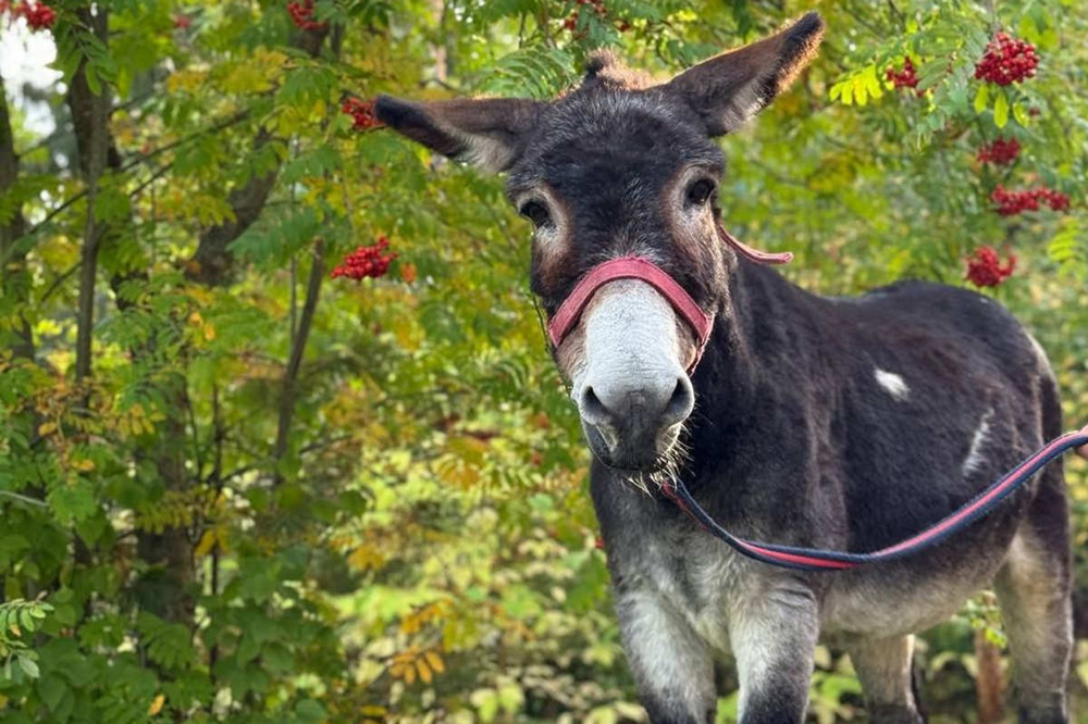 Ослик-герой Жорик, возивший снаряды бойцам СВО, обрел новый дом в Великом Устюге