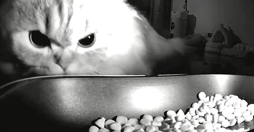 Домашний хищник у кормушки