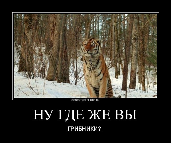 Ну где же вы грибники?!