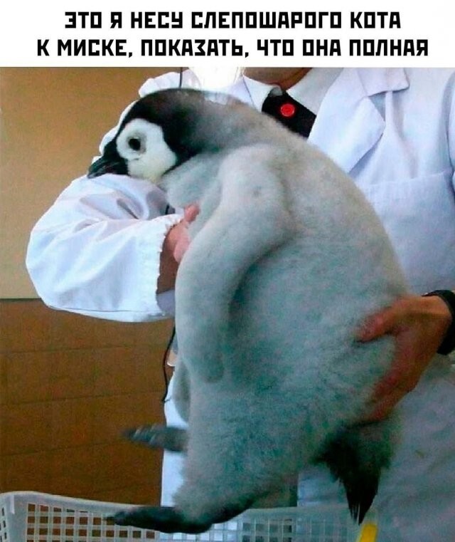 Скрины из соцсетей            