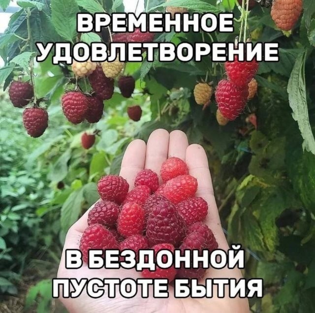 Скрины из соцсетей            