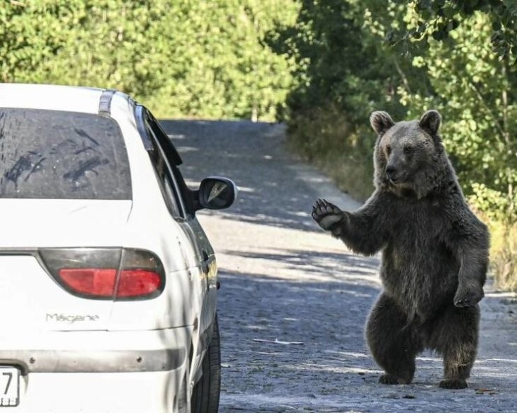 Всё вразнобой 