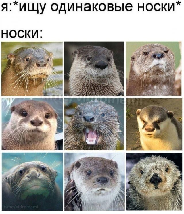 Скрины из соцсетей            
