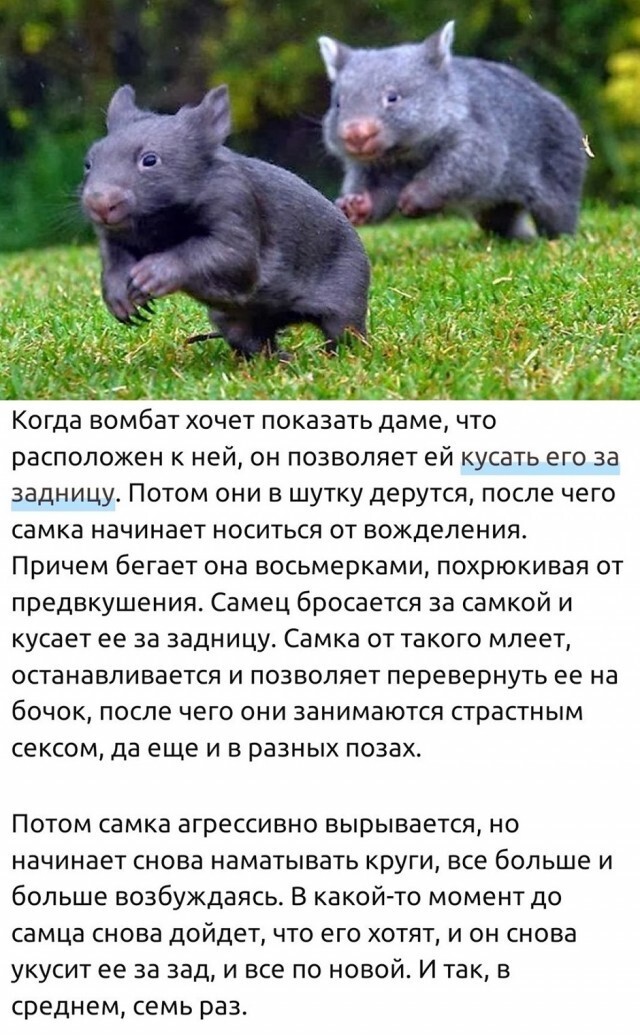 Не ищите здесь смысл. Здесь в основном маразм