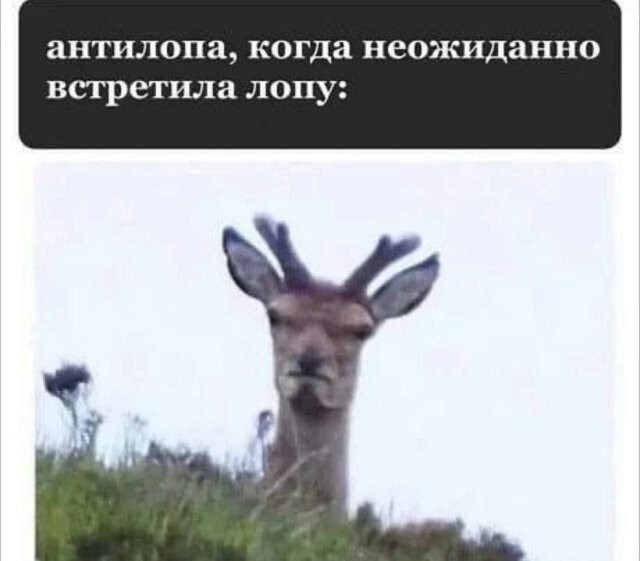 Скрины из соцсетей            
