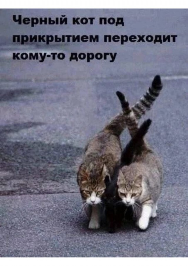 Веселые картинки