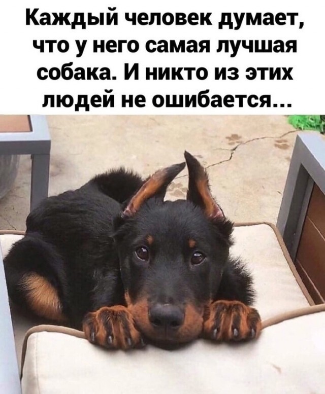Веселые картинки