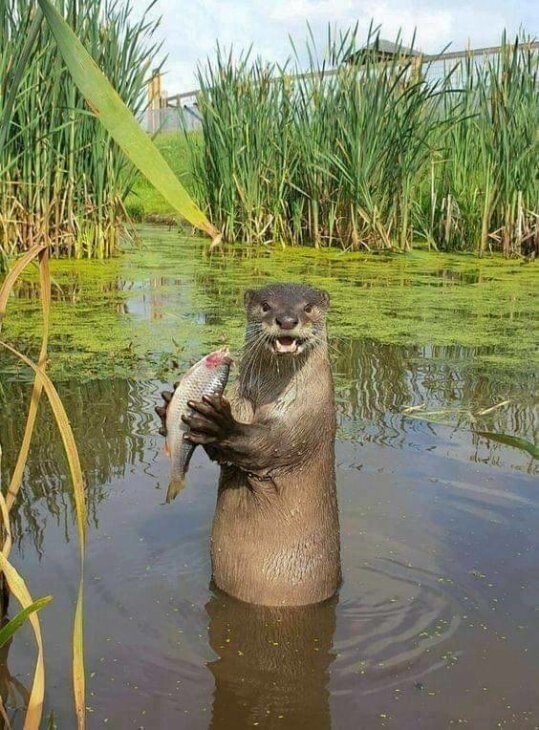Всё вразнобой 