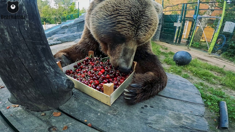 Некоторые подробности медвежьей жизни перед зимней спячкой