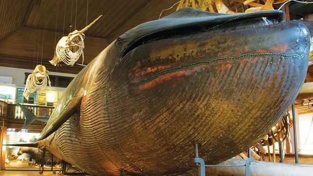 1. Величественный гигант