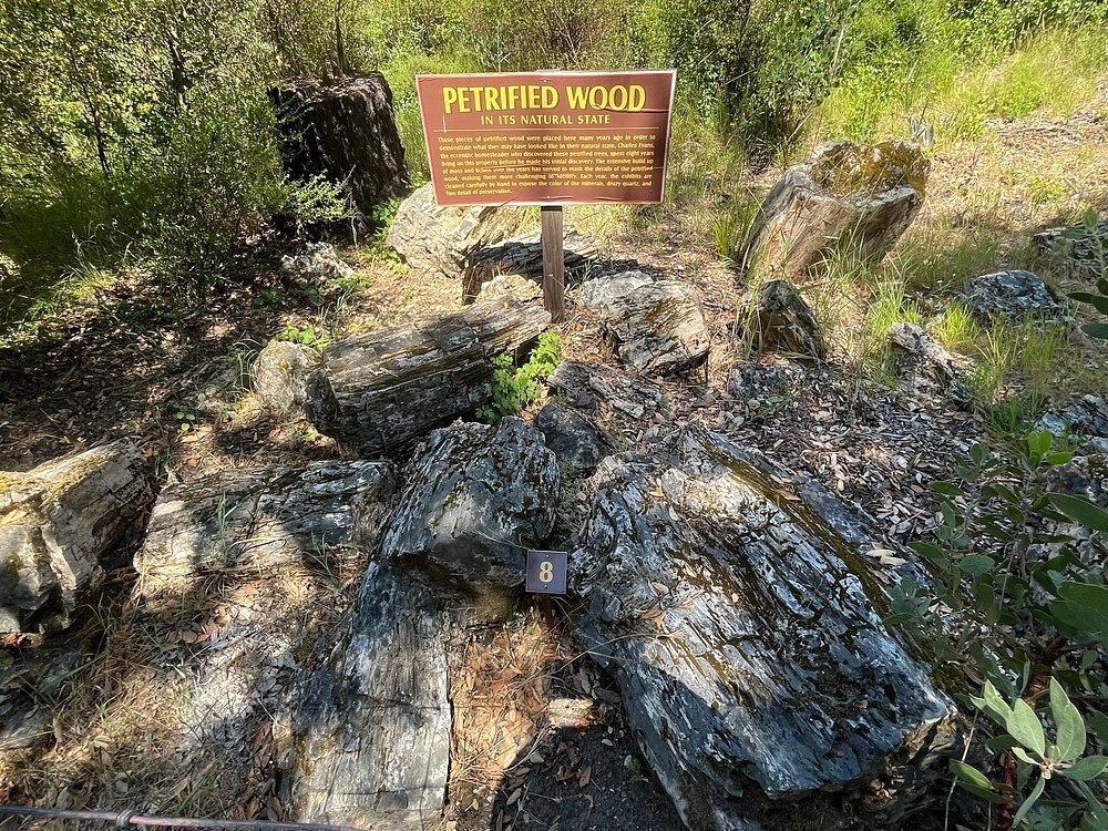 Окаменевшие древние великаны Калистоги, победившие время