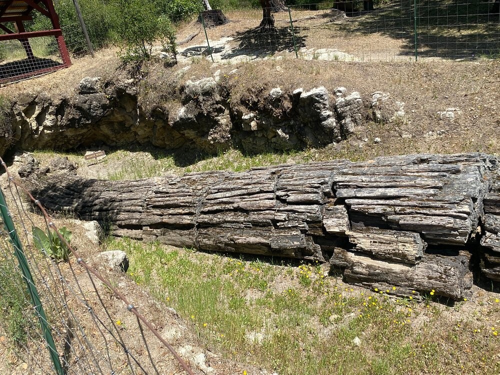 Окаменевшие древние великаны Калистоги, победившие время